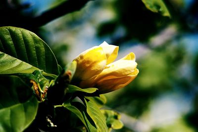 Close-up of yellow flowers