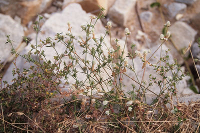 Close-up of flowering plant on field