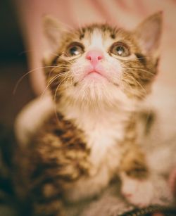 Close-up of cat looking up