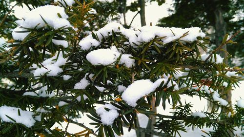 Close-up of snow on tree branch during winter