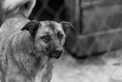 Close-up portrait of dog