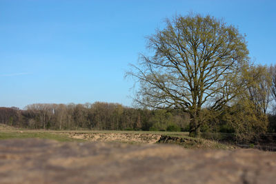 Trees on field against clear sky