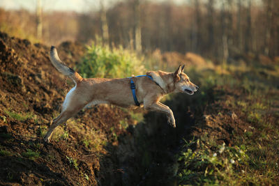 Side view of dog looking away on field