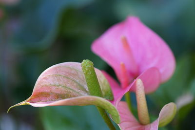 Close-up of pink lotus water lily