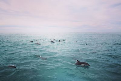 Dolphins swimming in sea against cloudy sky