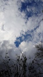 Low angle view of silhouette trees against sky