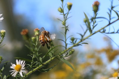 Close-up of bee pollinating on flower