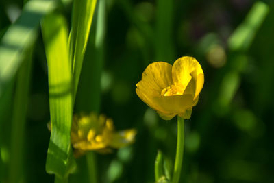 Close-up of yellow flowering plant