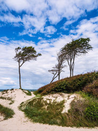 Trees on field against sky