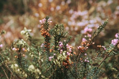 Close-up of plant