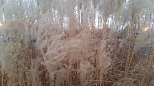 Close-up of grass in water