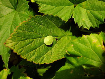 Close-up of leaves