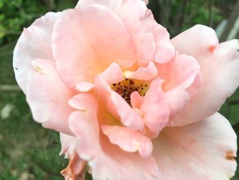 Close-up of pink rose flower