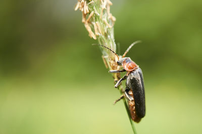 Close-up of insect on leaf