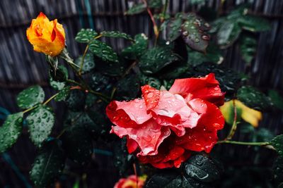 Close-up of red rose