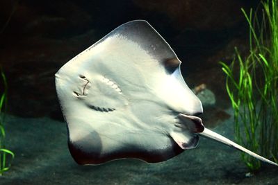 Close-up of fish underwater