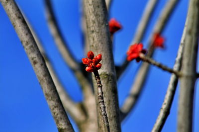 Low angle view of flower tree against blue sky