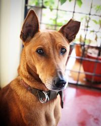 Close-up portrait of a dog