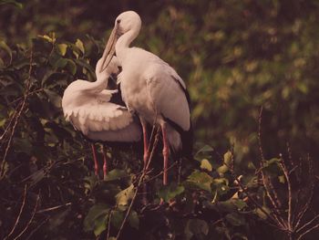 Storks perching on tree in forest