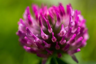 Close-up of pink rose flower