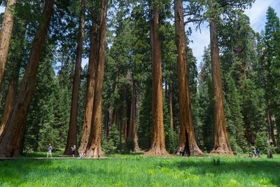 Scenic view of trees in forest