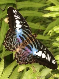 Close-up of butterfly perching on leaf