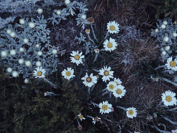 Close-up of white daisy flowers blooming in field