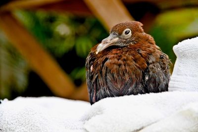 Close-up of a bird looking away