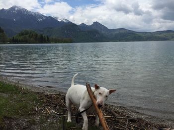 Dog by lake and mountains against clear sky