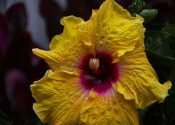 Close-up of yellow flower