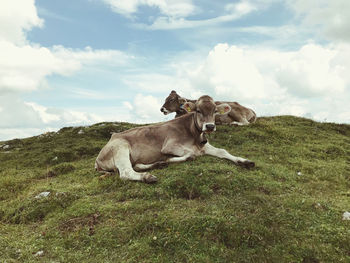 View of a dog on landscape