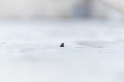 Close-up of insect on snow