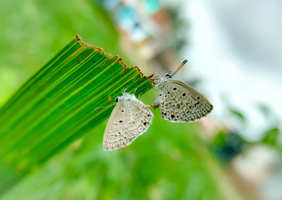 Butterfly on leaf