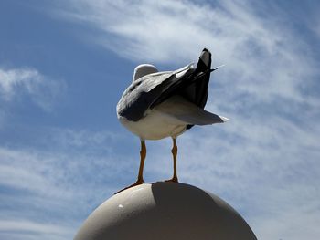 Close-up of bird perching against sky