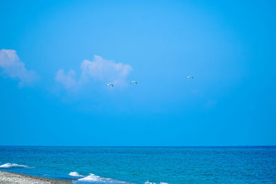 Birds flying over sea against blue sky