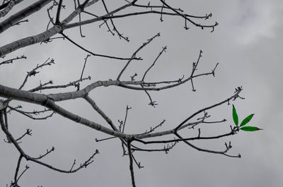 Low angle view of bare tree against sky