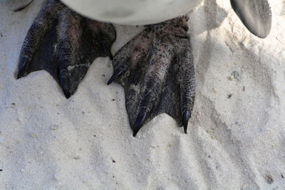 Close-up of lizard on sand at beach