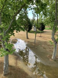 Reflection of trees on wet swimming pool