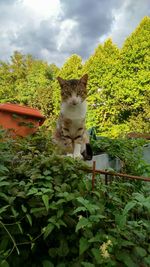 Close-up of cat looking away