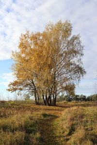 View of trees on field against sky