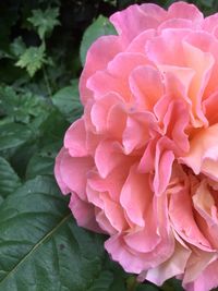 Close-up of pink rose