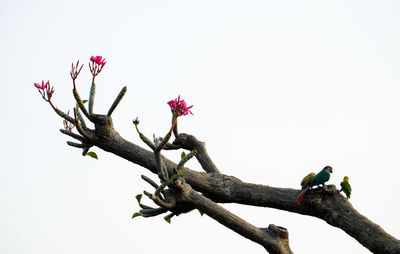 Low angle view of bird perching on tree against sky