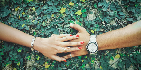 High angle view of woman hand on plant
