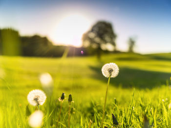 Flowers growing on land