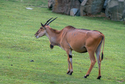 Side view of deer on grassy field