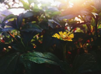 Close-up of flowers blooming outdoors