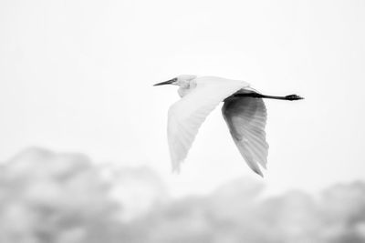 Low angle view of bird flying