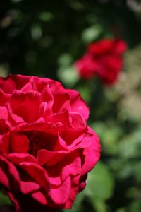 Close-up of red rose blooming outdoors