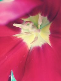 Extreme close-up of pink flower