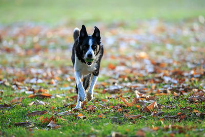 Portrait of dog running on field